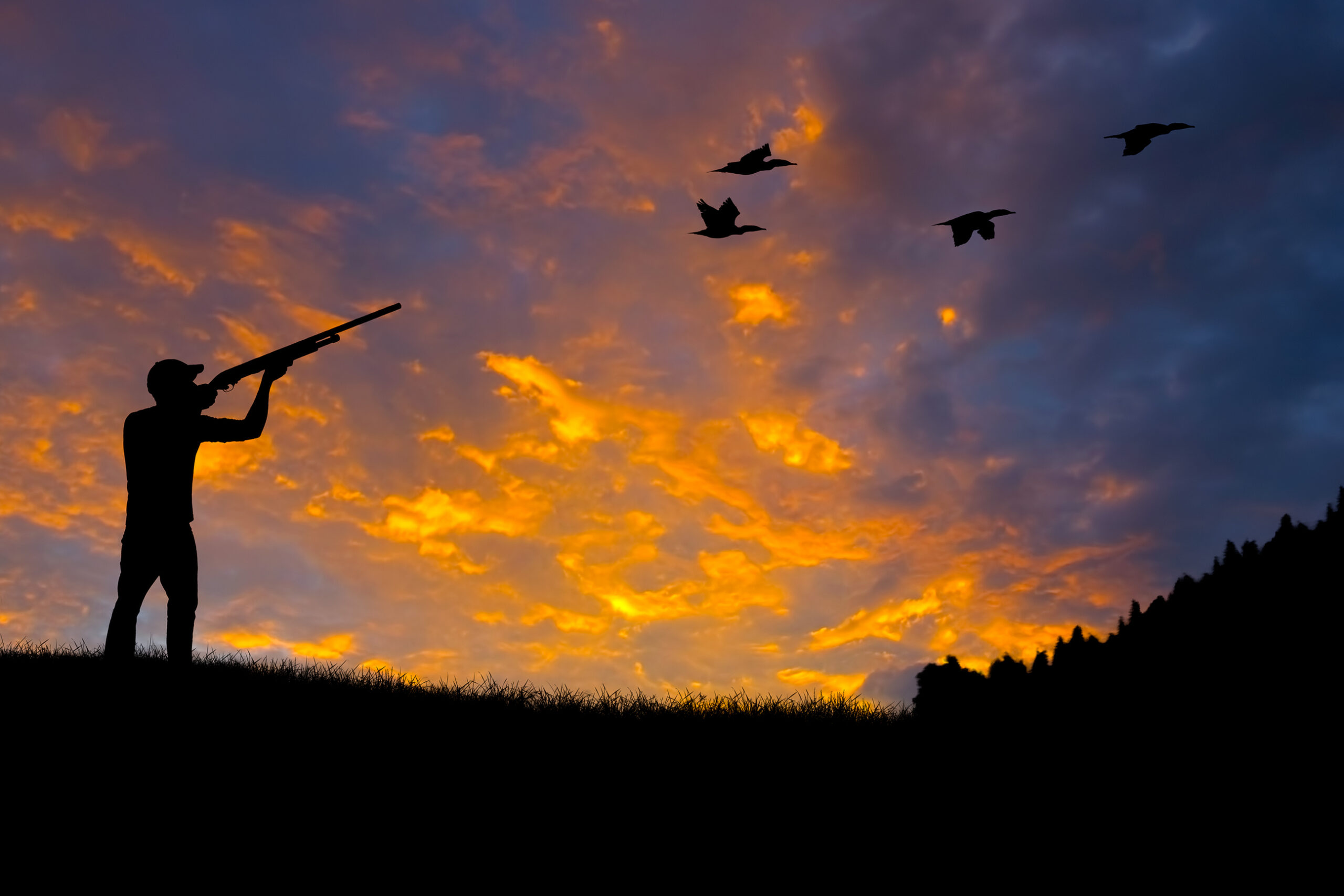Pheasant Hunting Season in South Dakota is in Full Swing