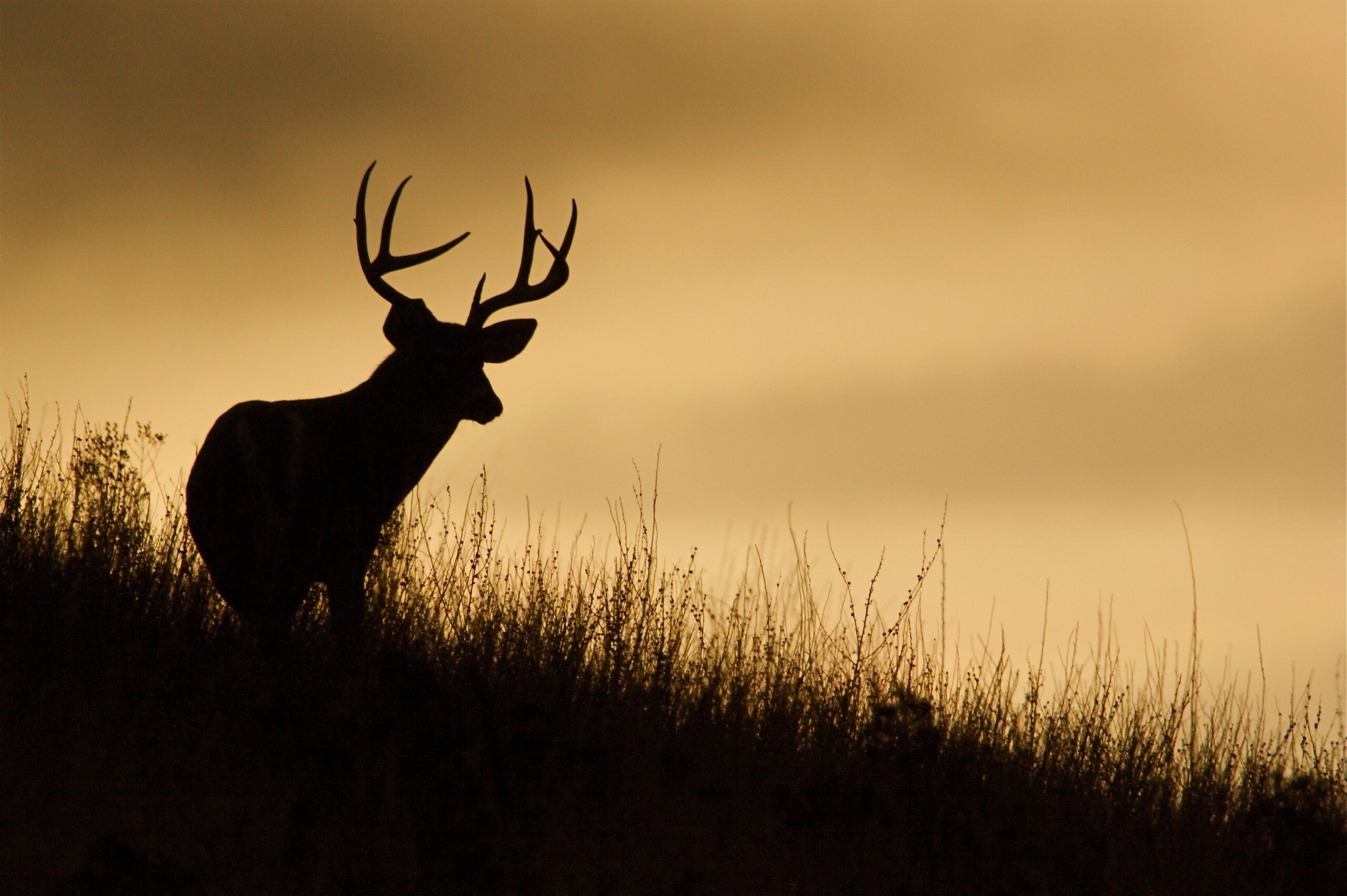 Tracking and Traditions: The Ultimate Guide to Deer Hunting in South Dakota