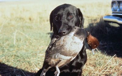 Waterfowl Hunting