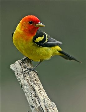 A western tanager in northeast South Dakota. (Department of Tourism photo)
