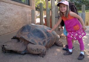 Reptile Gardens tortoise and girl