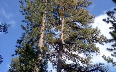 Black Hills hike: Labrador Creek Road