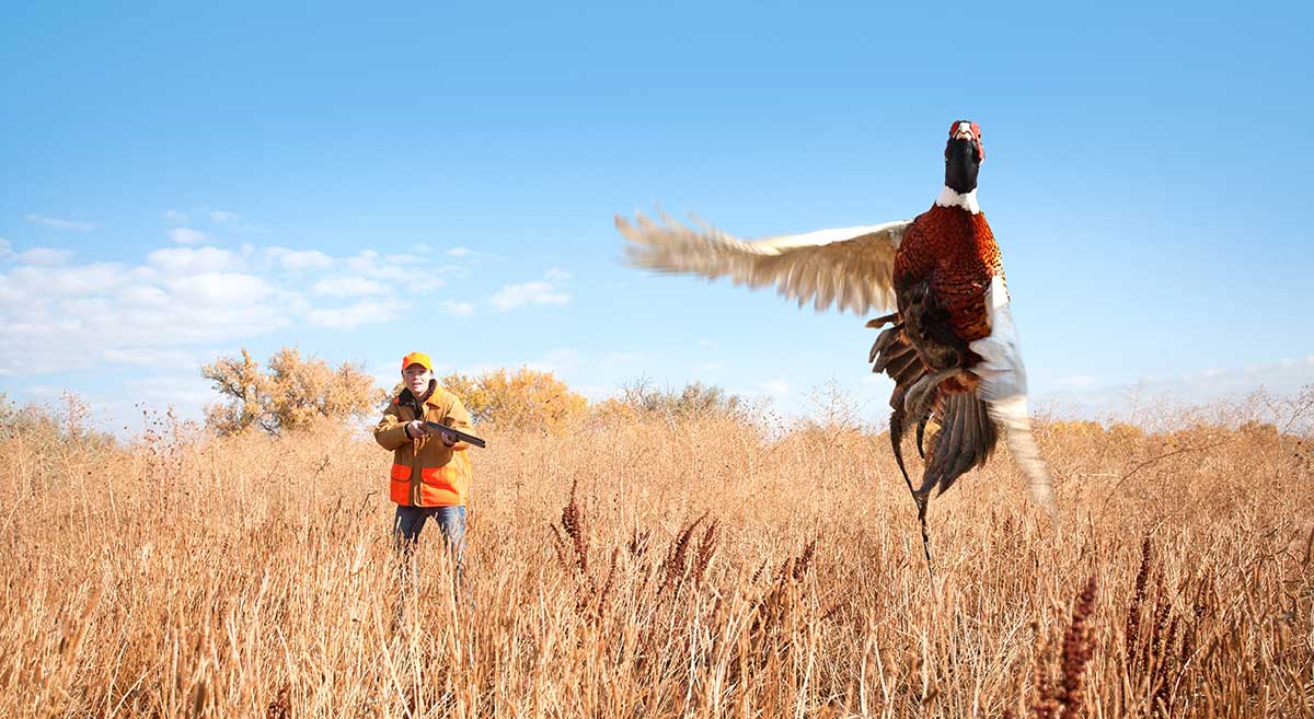 Hunting in South Dakota Pheasant Hunting
