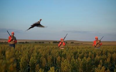 The pheasant opener: South Dakota’s unofficial holiday