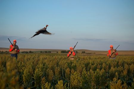 Hunters scare up a pheasant in South Dakota. (Photo by South Dakota Tourism)