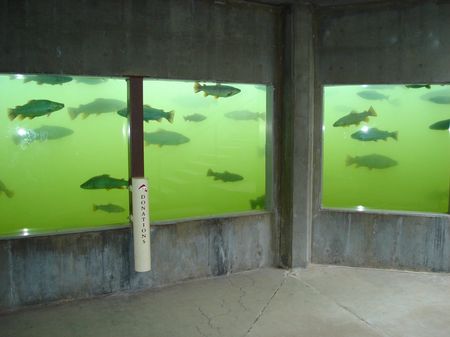 A fish-viewing area at the D.C. Booth Historic National Fish Hatchery in Spearfish, S.D. (Photo by Seth Tupper)