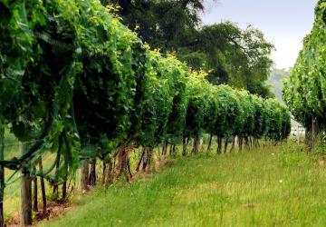 Tucker’s Walk Vineyard & Farm Winery