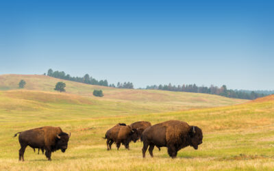 When to Explore the Prairie: Finding the Best Time to Visit South Dakota