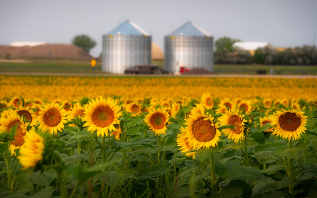 Exploring the Untamed Beauty: A Guide to South Dakota Tourism