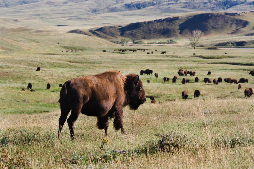 The Road Less Traveled: A South Dakota Travel Guide for the Curious Explorer