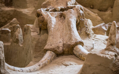 Mammoth Museum: A Gateway to the Ice Age