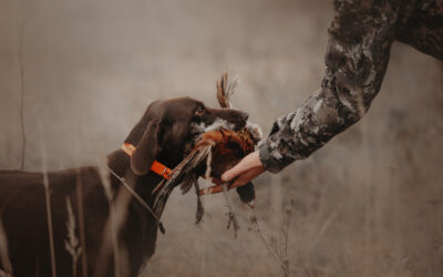 The Thrill of the Hunt: A Guide to Pheasant Hunting in South Dakota